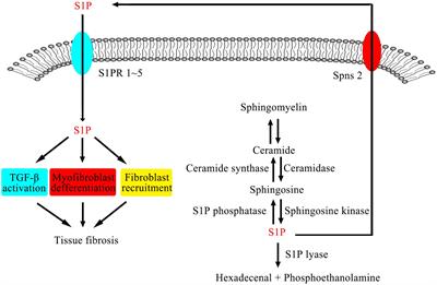 The Role of S1P and the Related Signaling Pathway in the Development of Tissue Fibrosis